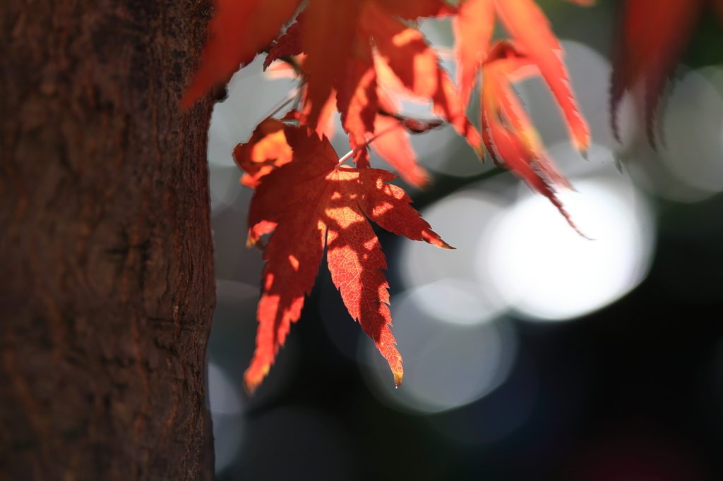 紅葉の見納め
