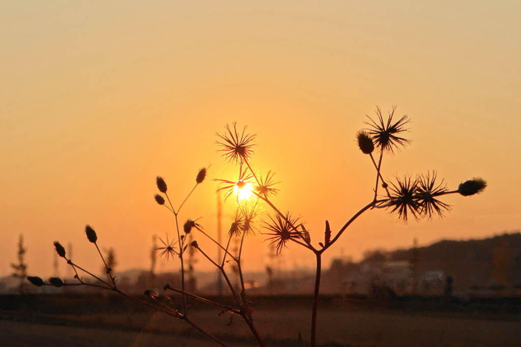 夕陽と雑草
