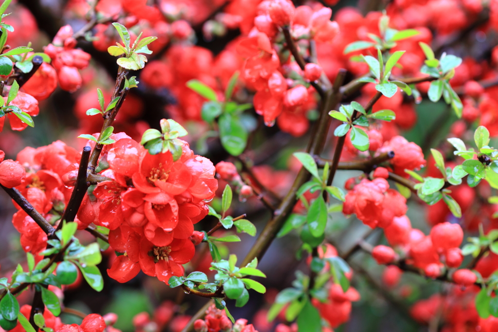 満開の木瓜の花