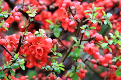 満開の木瓜の花