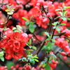 満開の木瓜の花