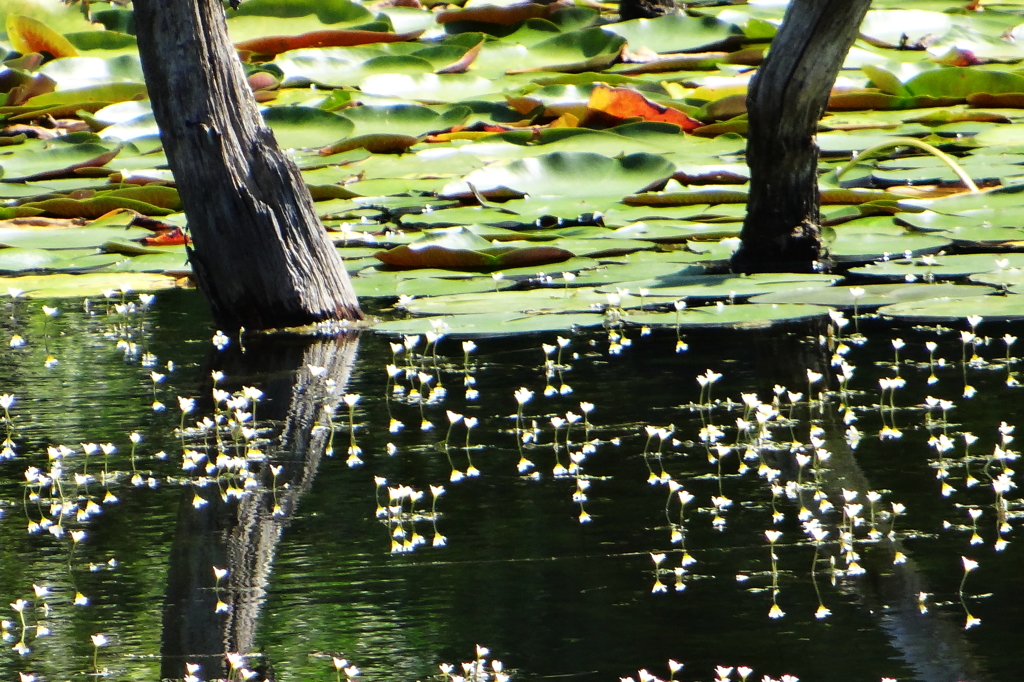 小呂池：睡蓮とハゴロモモ