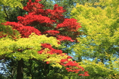 緑の中の紅一点