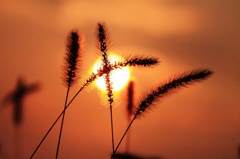 ネコジャラシと夕陽 