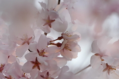 桜花