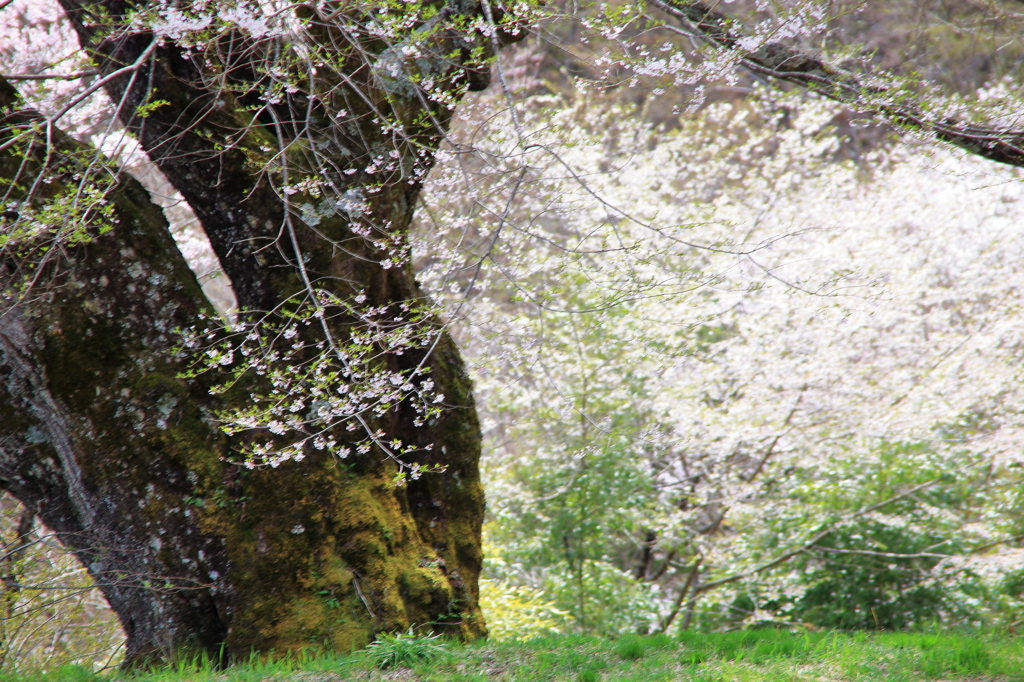 駒つなぎの桜（右方向）