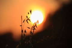 夕陽