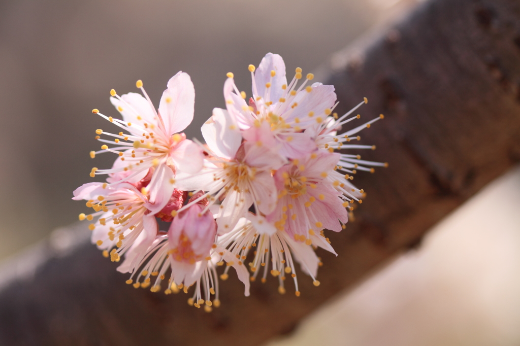 サクランボ　佐藤錦の花