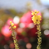 花は優しく