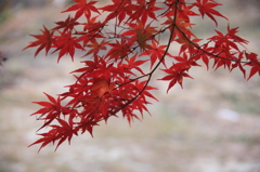 紅美