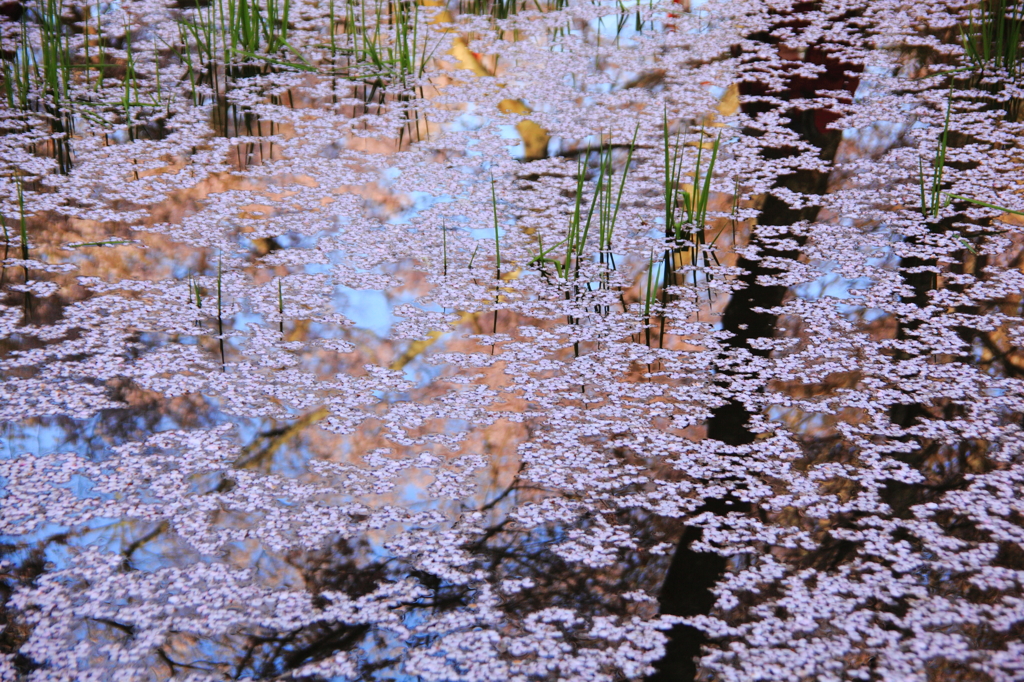  高遠城址公園：水面の春