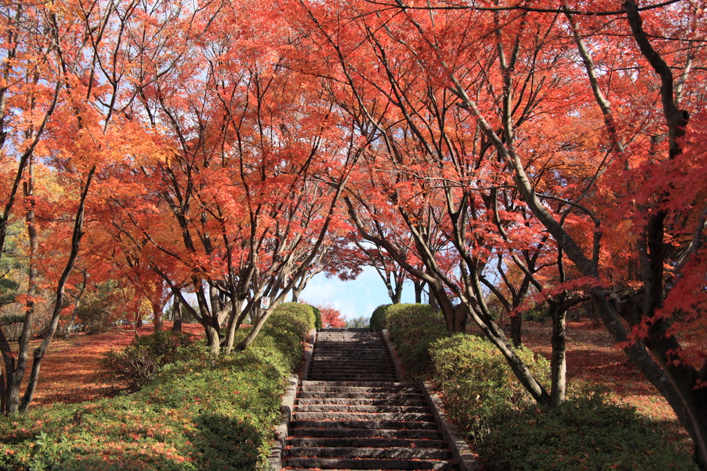 緑化センター：階段の紅葉