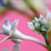紫陽花
