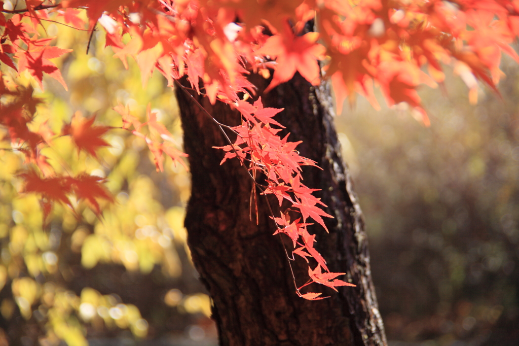 緑化センターの紅葉