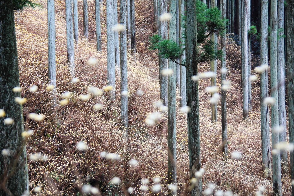ミツマタの花吹雪