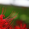 彼岸花５