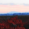 曼珠沙華と朝焼けの恵那山