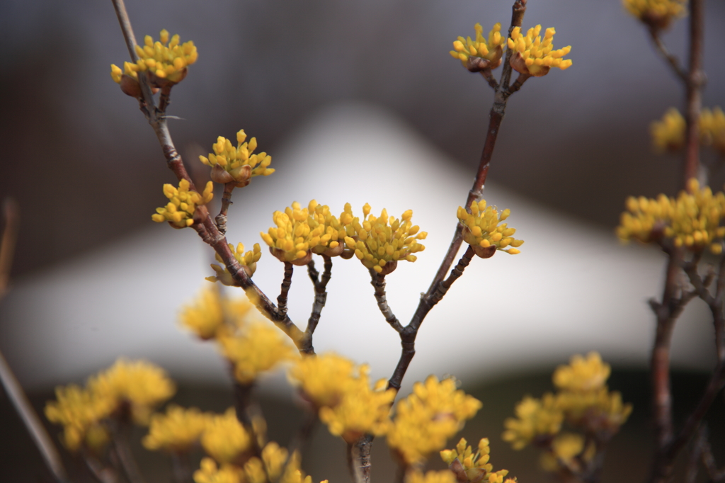 サンシュの花