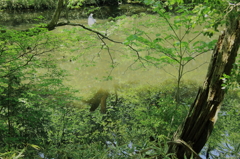 新緑の映り込み 