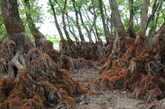 干上がった池の木の根