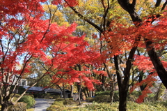民芸館の秋色