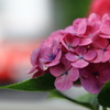 紫陽花