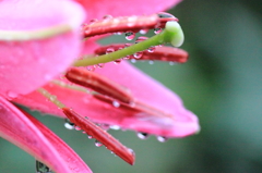 百合の花雫２