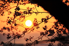 朝日と桜