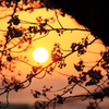 朝日と桜