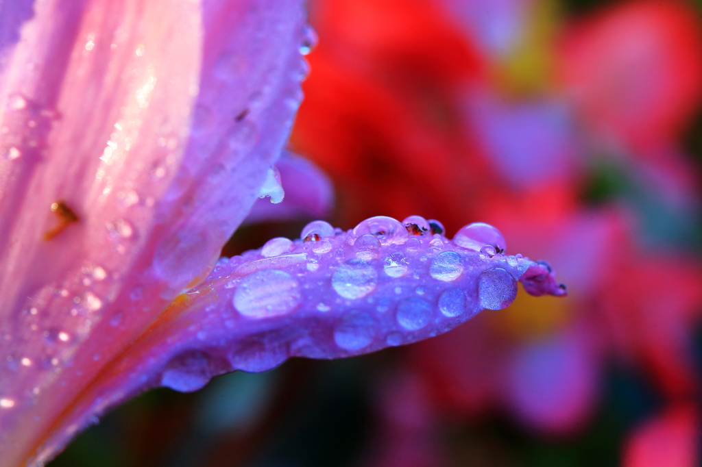 花雫