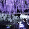 江南藤まつり１３