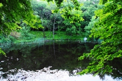 タカドヤ池の新緑 