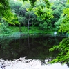 タカドヤ池の新緑 