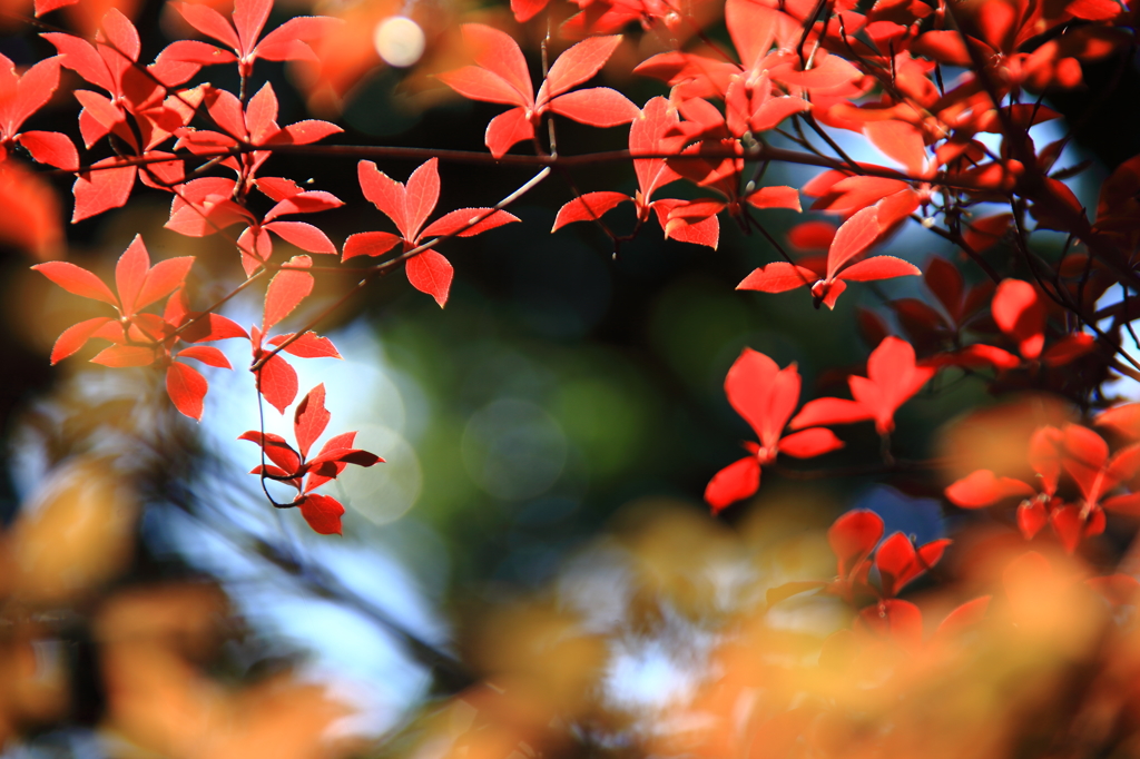 ドウダンツツジの紅葉４