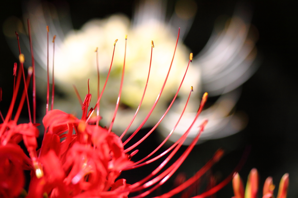 曼珠沙華１