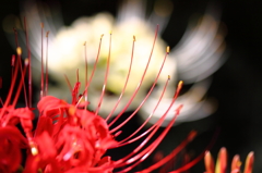 曼珠沙華１