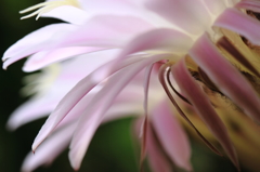 サボテンの花びら