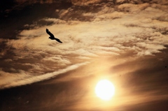 夕陽を背にして～～