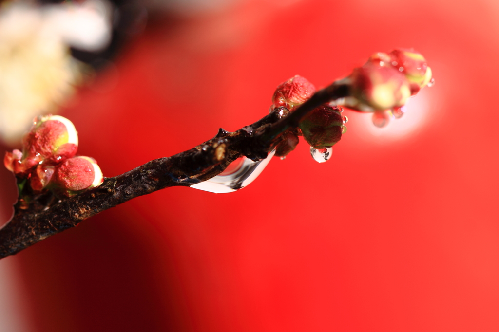 盆梅の雫３