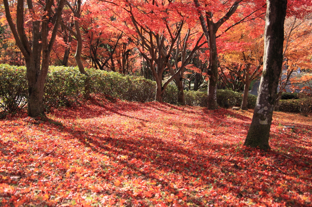 天地の紅彩