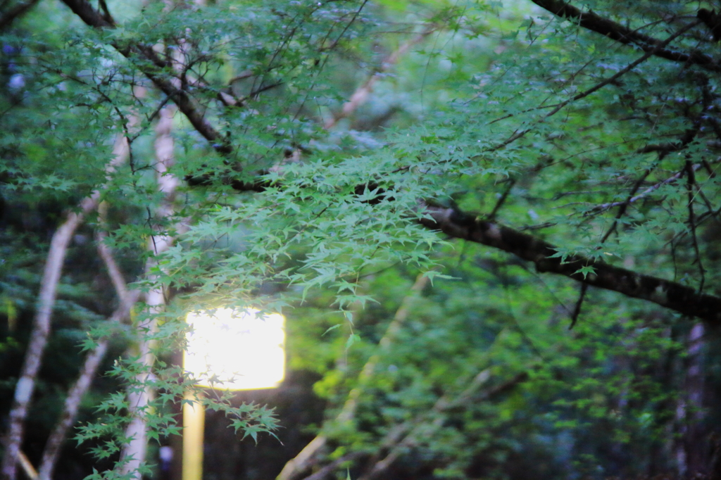 王滝渓谷の朝