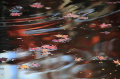 水面の紅葉美２