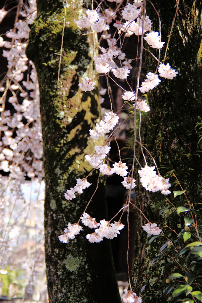枝垂れ桜