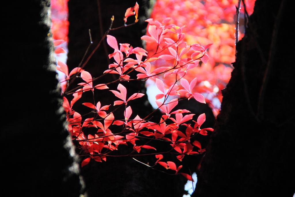 ドウダンツツジの紅彩