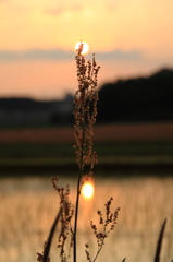 ギシギシと夕陽