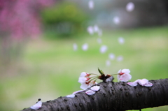 落花の侯にて候～～