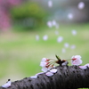 落花の侯にて候～～