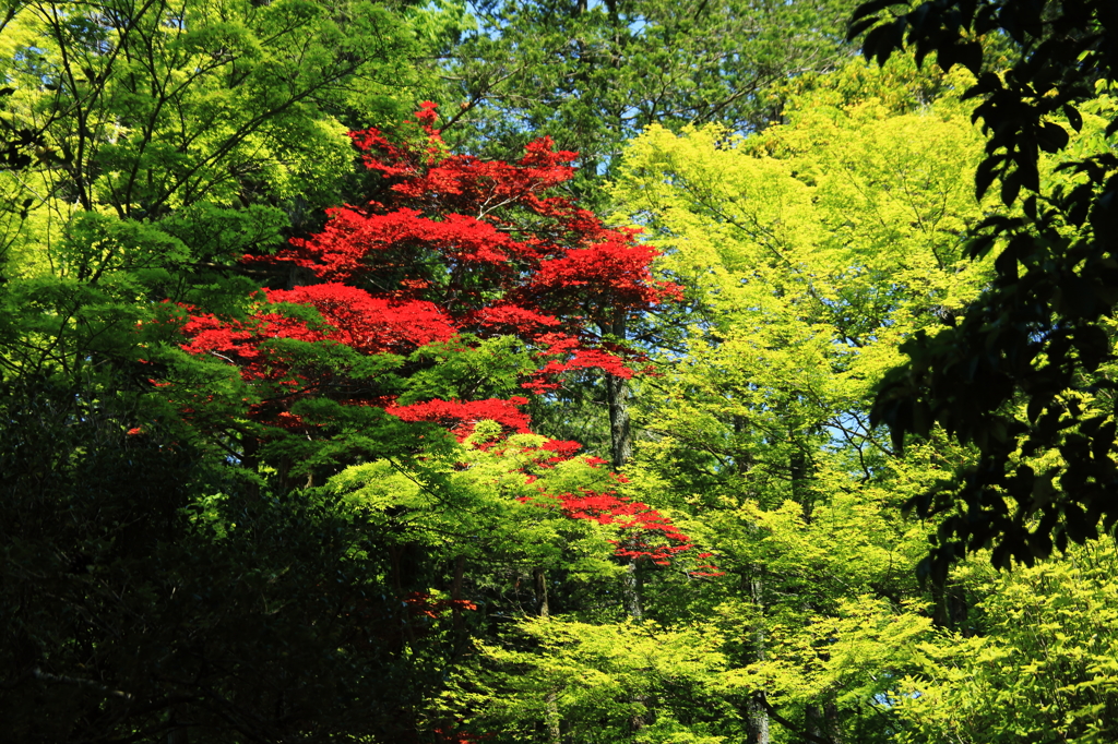 1紅一点