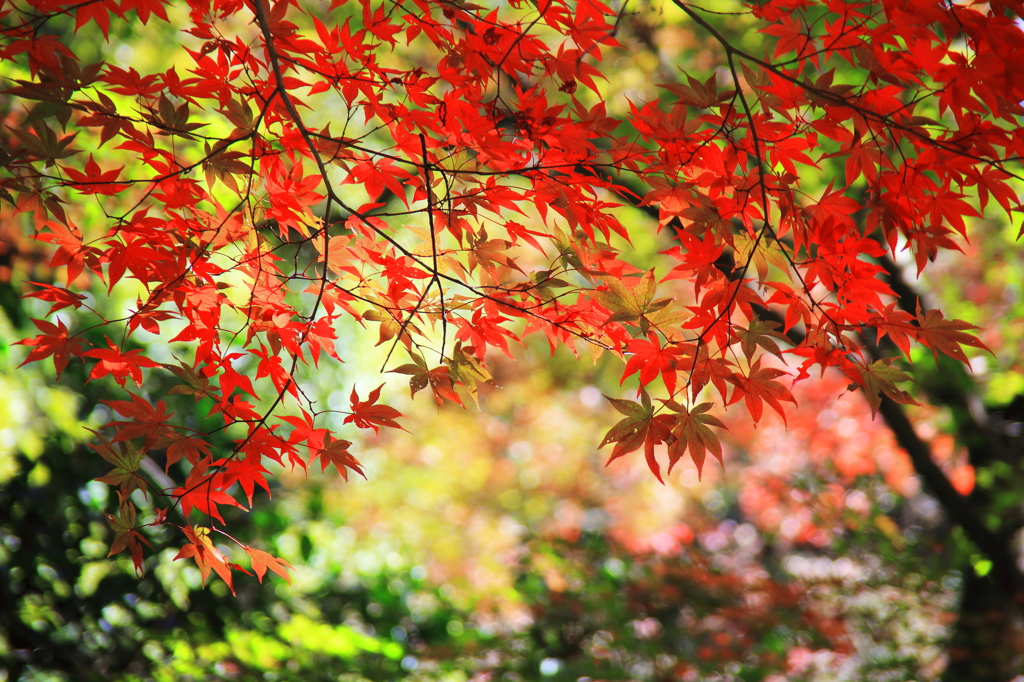 眩しい紅葉