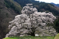 駒つなぎの桜（上から）